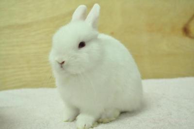 Netherland Dwarf - Rew 14 - Netherland Dwarf Rabbit