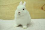 Netherland Dwarf - Rew 14 - Netherland Dwarf Rabbit