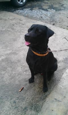 Lester - Labrador Retriever Dog