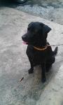 Lester - Labrador Retriever Dog