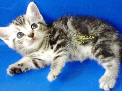 American Shorthair 150412 - American Shorthair Cat