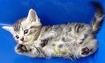 American Shorthair 150412 - American Shorthair Cat