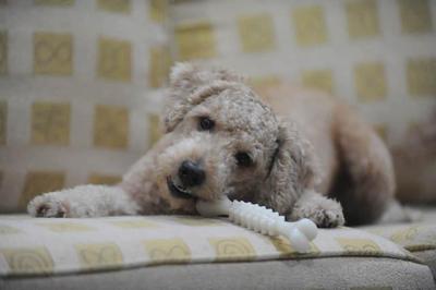 Toffi - Poodle Dog