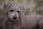 Toffi - Poodle Dog