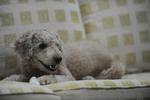 Toffi - Poodle Dog