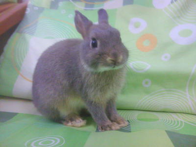 Netherland Dwarf For Sale - Netherland Dwarf Rabbit