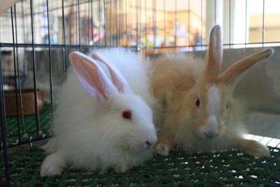 Mix Ea - Angora Rabbit + Lop Eared Rabbit