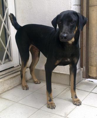 Sammy  - Doberman Pinscher Mix Dog