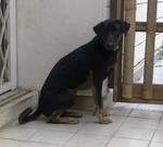 Sammy  - Doberman Pinscher Mix Dog