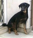 Sammy  - Doberman Pinscher Mix Dog