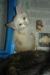 Oleo &amp; 3 Kitten - Persian + Domestic Long Hair Cat