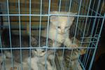 Oleo &amp; 3 Kitten - Persian + Domestic Long Hair Cat