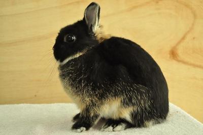 Netherland Dwarf - Black Otter 16 - Netherland Dwarf Rabbit