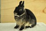 Netherland Dwarf - Black Otter 16 - Netherland Dwarf Rabbit