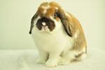 Holland Lop - Broken Tort 16 - Holland Lop Rabbit