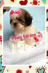 Taiwan Lineage Tiny Shih Tzu - Shih Tzu Dog