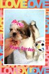 Taiwan Lineage Tiny Shih Tzu - Shih Tzu Dog