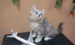 J Lo - Sold To En. Alif (19/04) Tq - Persian Cat