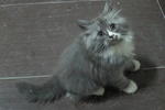 Smudge - Persian Cat