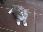 Smudge - Persian Cat