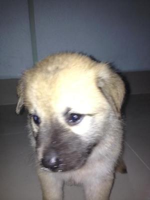 Brownie And Hush Puppy - Mixed Breed Dog