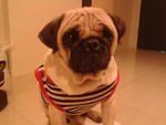 Boy - Pug Dog