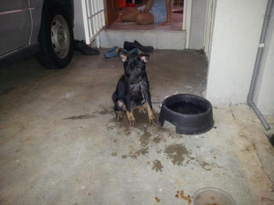 Blackie - Rottweiler Mix Dog