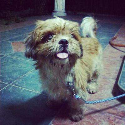 Coco - Shih Tzu Dog