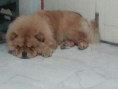 Fei Fei - Chow Chow Dog