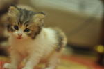 Ben... - Maine Coon + Domestic Long Hair Cat