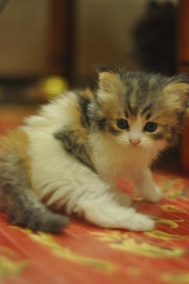 Ben... - Maine Coon + Domestic Long Hair Cat