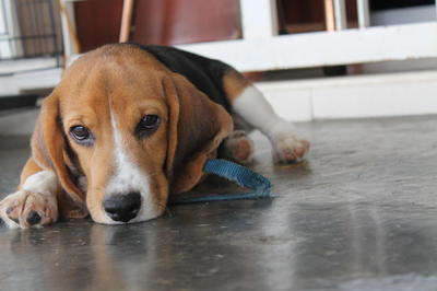 Toro - Beagle Dog