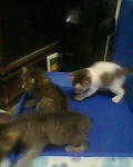 Kittens - Domestic Short Hair Cat