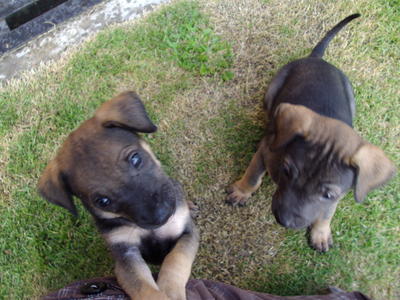 Puppies For Adoptation - Mixed Breed Dog