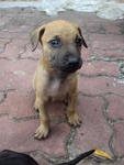 Puppies For Adoptation - Mixed Breed Dog