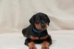 Doberman Pinscher Puppies - Doberman Pinscher Dog