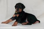 Doberman Pinscher Puppies - Doberman Pinscher Dog