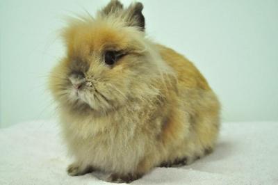 Lionhead - Tort - Lionhead Rabbit