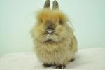 Lionhead - Tort - Lionhead Rabbit