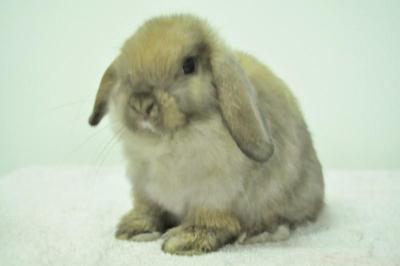 Holland Lop - Tort 18 - Netherland Dwarf Rabbit