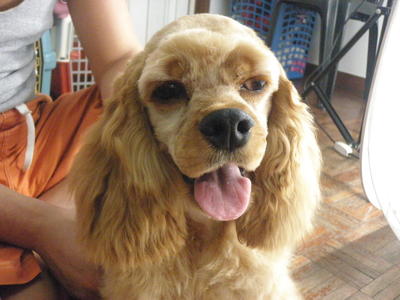 PF30337 - Cocker Spaniel Dog