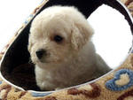 Brooklee - Poodle Dog