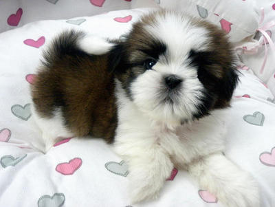 Cute Shih Tzus - Shih Tzu Dog