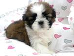 Cute Shih Tzus - Shih Tzu Dog