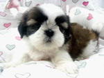 Cute Shih Tzus - Shih Tzu Dog