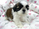 Cute Shih Tzus - Shih Tzu Dog