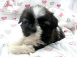 Cute Shih Tzus - Shih Tzu Dog