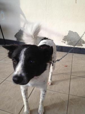 Daisy - Mixed Breed Dog