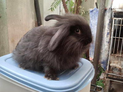 Fluffy Lion Head - Lionhead + Angora Rabbit Rabbit