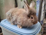 Fluffy Lion Head - Lionhead + Angora Rabbit Rabbit